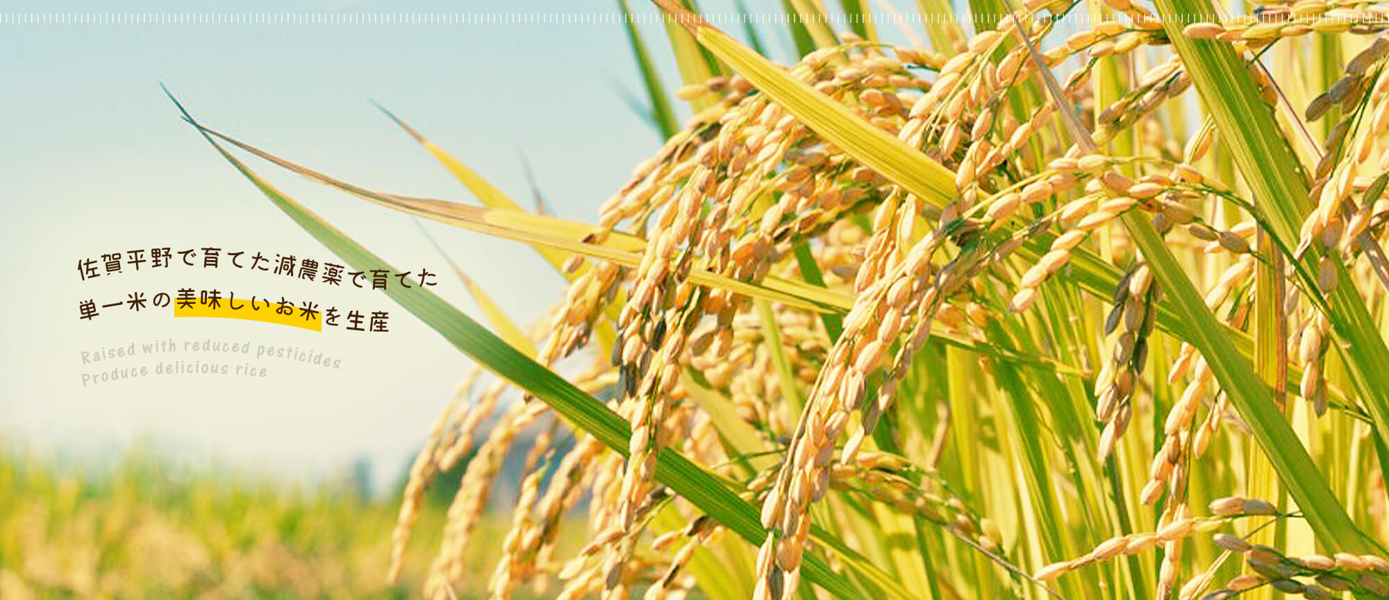 佐賀平野で育てた減農薬で育てた単一米の美味しいお米を生産